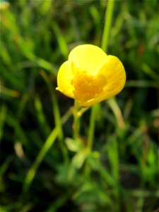 Scharfer Hahnenfuß (Ranunculus acris) in den Horststückern im Hockenheimer Rheinbogen