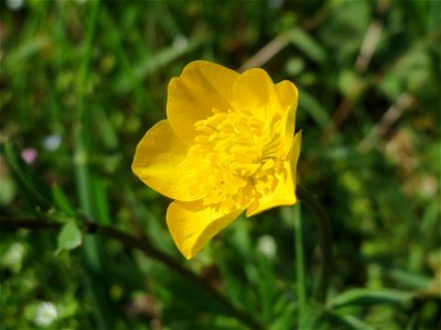 Scharfer Hahnenfuß (Ranunculus acris) in Hockenheim