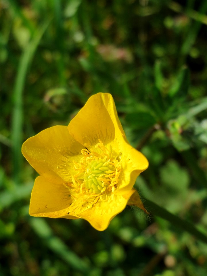Scharfer Hahnenfuß (Ranunculus acris) in Hockenheim