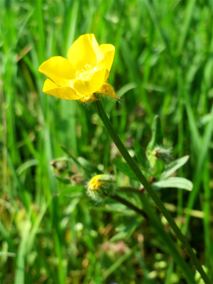 Scharfer Hahnenfuß (Ranunculus acris) in Hockenheim, gemeinhin auch Butterblume genannt