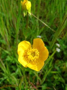 Scharfer Hahnenfuß (Ranunculus acris) in St. Ingbert