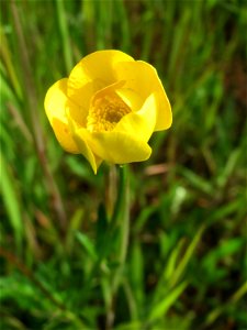 Scharfer Hahnenfuß (Ranunculus acris) in St. Ingbert