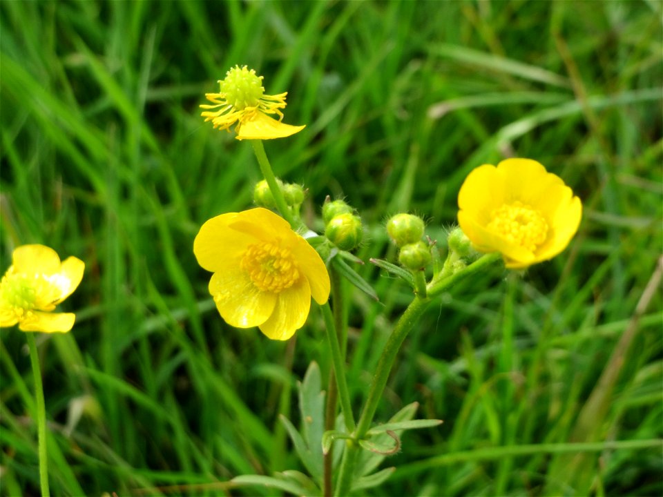 Scharfer Hahnenfuß (Ranunculus acris) im Naturschutzgebiet „Bachwiesen/Leopoldswiesen“ im Hockenheimer Rheinbogen