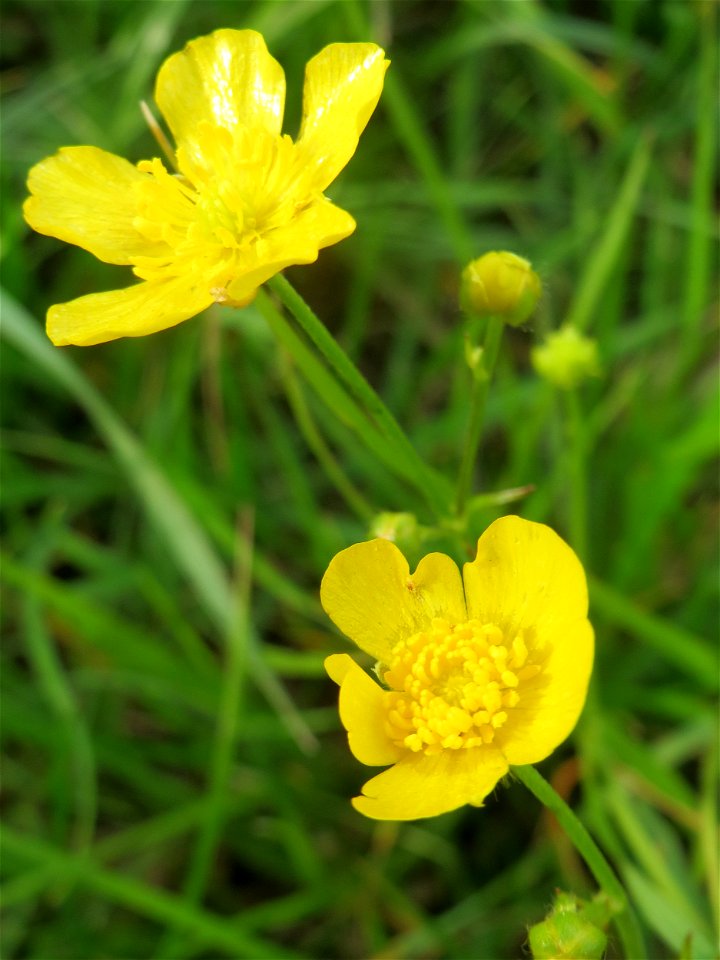Scharfer Hahnenfuß (Ranunculus acris) im Naturschutzgebiet „Bachwiesen/Leopoldswiesen“ im Hockenheimer Rheinbogen
