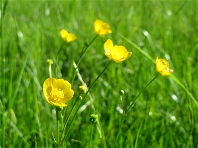 Scharfer Hahnenfuß (Ranunculus acris) in den Horststückern im Landschaftsschutzgebiet „Hockenheimer Rheinbogen“