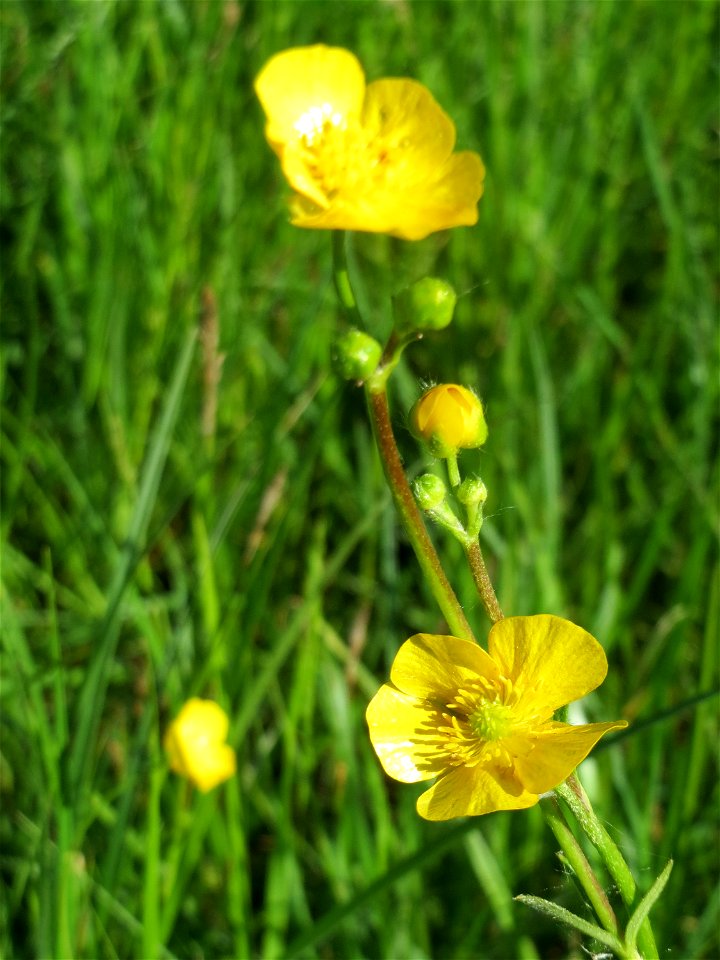 Scharfer Hahnenfuß (Ranunculus acris) in den Horststückern im Landschaftsschutzgebiet „Hockenheimer Rheinbogen“