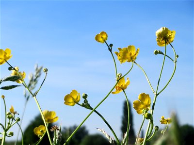 Scharfer Hahnenfuß (Ranunculus acris) im Naturschutzgebiet „Bachwiesen/Leopoldswiesen“ im Hockenheimer Rheinbogen