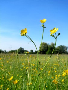 Scharfer Hahnenfuß (Ranunculus acris) im Naturschutzgebiet „Bachwiesen/Leopoldswiesen“ im Hockenheimer Rheinbogen