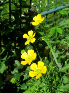 Scharfer Hahnenfuß (Ranunculus acris) in Saarbrücken