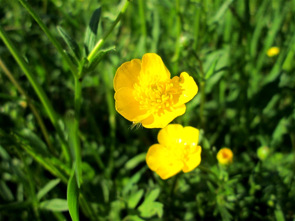 Scharfer Hahnenfuß (Ranunculus acris) im Gartenschaupark Hockenheim