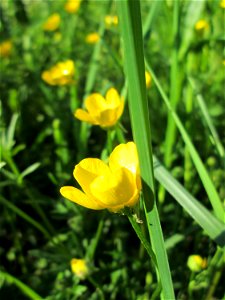Scharfer Hahnenfuß (Ranunculus acris) im Gartenschaupark Hockenheim