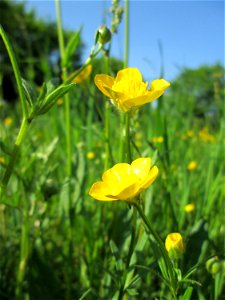 Scharfer Hahnenfuß (Ranunculus acris) im Gartenschaupark Hockenheim
