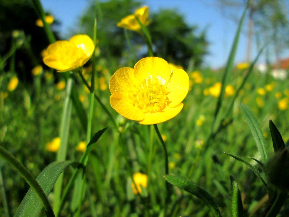 Scharfer Hahnenfuß (Ranunculus acris) im Gartenschaupark Hockenheim