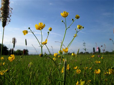 Scharfer Hahnenfuß (Ranunculus acris) im Landschaftsschutsgebiet „Saalbachniederung“ bei Bruchsal
