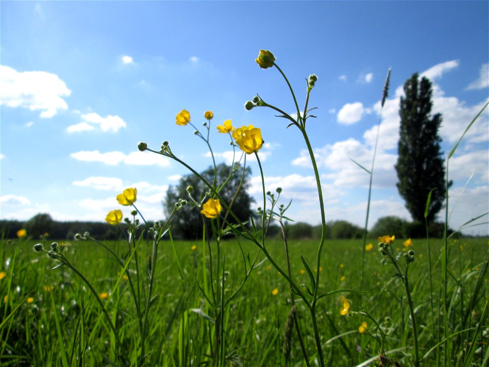 Scharfer Hahnenfuß (Ranunculus acris) im Naturschutzgebiet „Bachwiesen/Leopoldswiesen“ im Hockenheimer Rheinbogen