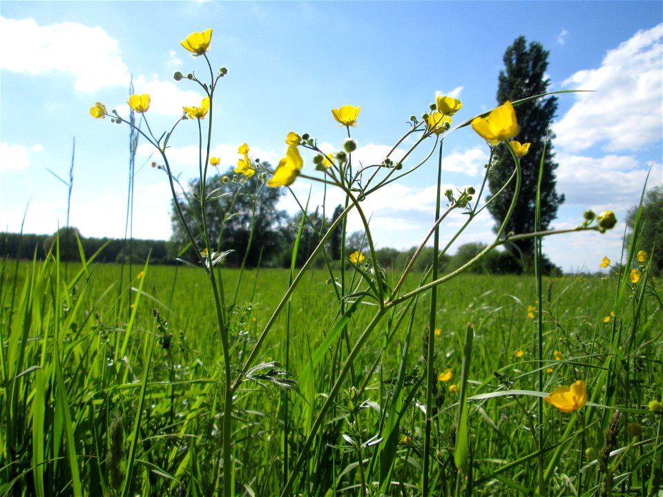 Scharfer Hahnenfuß (Ranunculus acris) im Naturschutzgebiet „Bachwiesen/Leopoldswiesen“ im Hockenheimer Rheinbogen