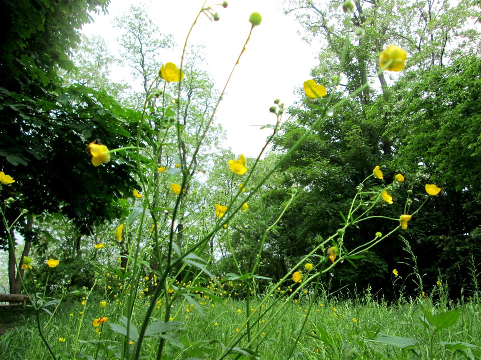 Scharfer Hahnenfuß (Ranunculus acris) am Kaninchenberg (Landschaftsschutzgebiet) in Saarbrücken
