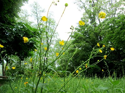 Scharfer Hahnenfuß (Ranunculus acris) am Kaninchenberg (Landschaftsschutzgebiet) in Saarbrücken