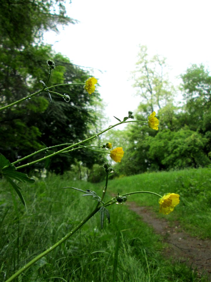 Scharfer Hahnenfuß (Ranunculus acris) am Kaninchenberg (Landschaftsschutzgebiet) in Saarbrücken