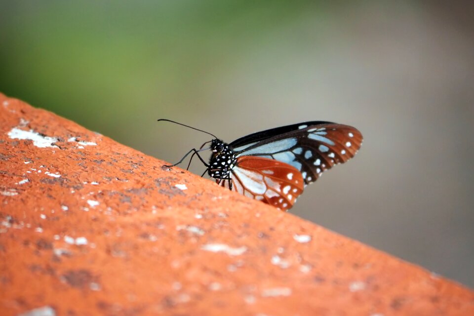 Insect color colorful