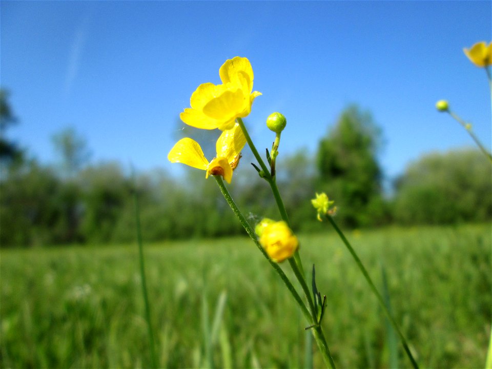 Scharfer Hahnenfuß (Ranunculus acris) im Naturschutzgebiet „Bachwiesen/Leopoldswiesen“ im Hockenheimer Rheinbogen