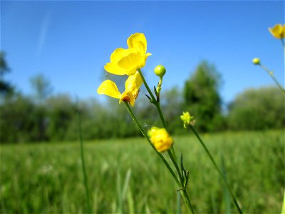 Scharfer Hahnenfuß (Ranunculus acris) im Naturschutzgebiet „Bachwiesen/Leopoldswiesen“ im Hockenheimer Rheinbogen
