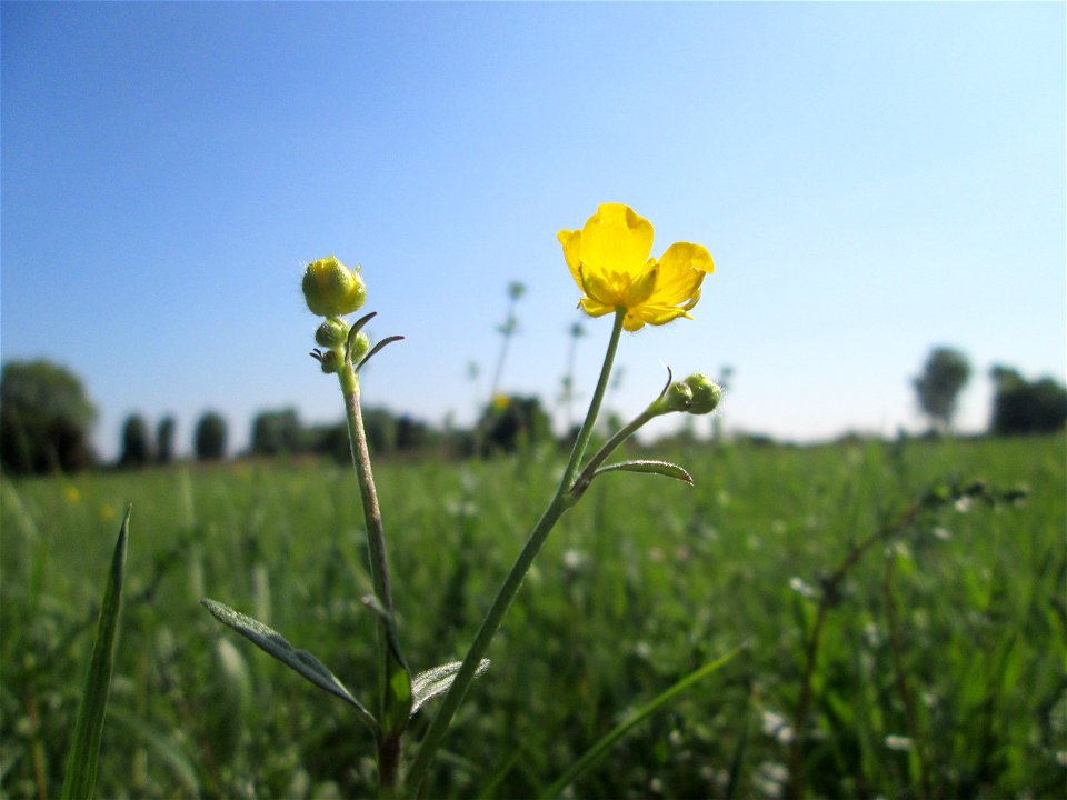 Scharfer Hahnenfuß (Ranunculus acris) im Naturschutzgebiet „Bachwiesen/Leopoldswiesen“ im Hockenheimer Rheinbogen