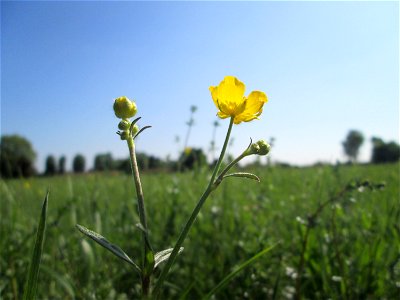 Scharfer Hahnenfuß (Ranunculus acris) im Naturschutzgebiet „Bachwiesen/Leopoldswiesen“ im Hockenheimer Rheinbogen