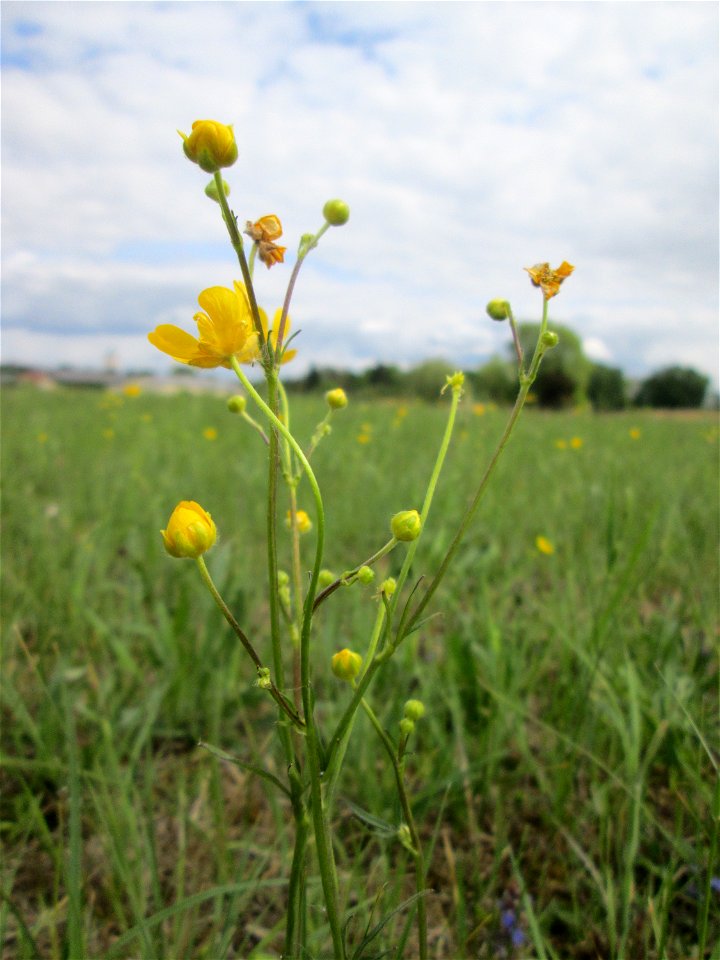 Scharfer Hahnenfuß (Ranunculus acris) im Naturschutzgebiet „Bachwiesen/Leopoldswiesen“ im Hockenheimer Rheinbogen