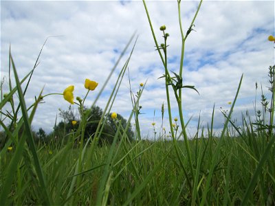 Scharfer Hahnenfuß (Ranunculus acris) im Naturschutzgebiet „Bachwiesen/Leopoldswiesen“ im Hockenheimer Rheinbogen