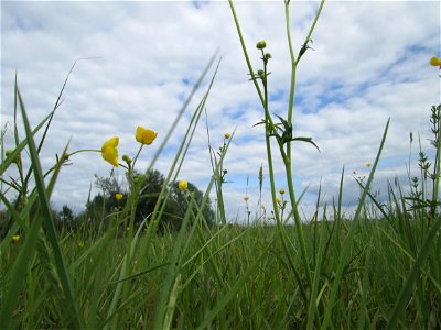 Scharfer Hahnenfuß (Ranunculus acris) im Naturschutzgebiet „Bachwiesen/Leopoldswiesen“ im Hockenheimer Rheinbogen photo