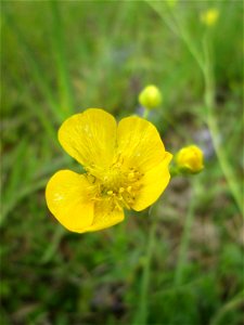 Scharfer Hahnenfuß (Ranunculus acris) im Naturschutzgebiet „Bachwiesen/Leopoldswiesen“ im Hockenheimer Rheinbogen