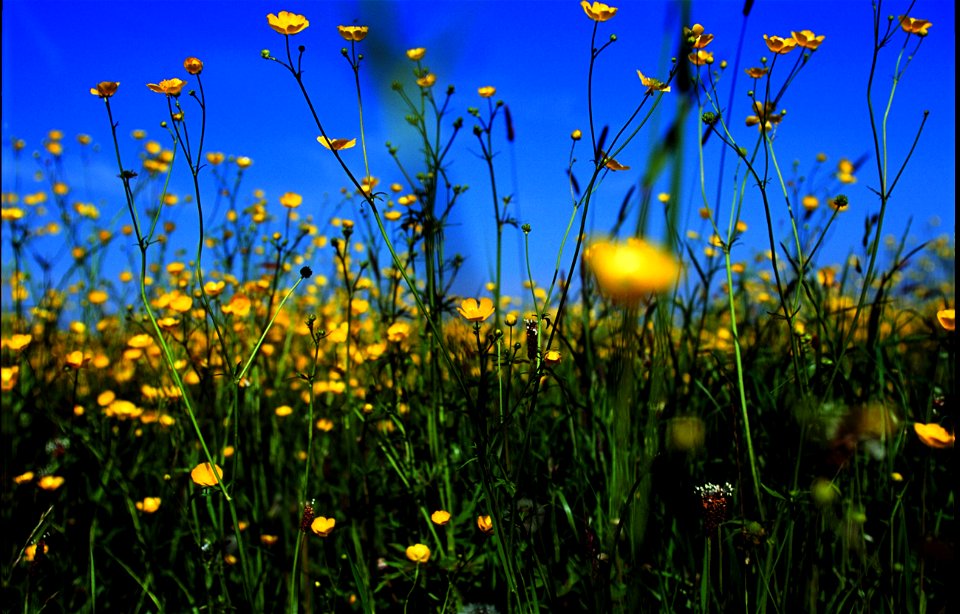 Boterbloemen. 
Specie: Ranunculus acris