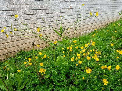 Meadow buttercup towering over creeping buttercup in an overgrown lawn area by a wall.