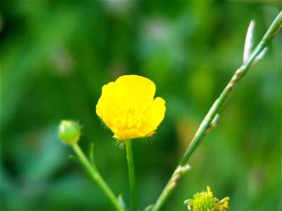 The flower of Ranunculus Acer.