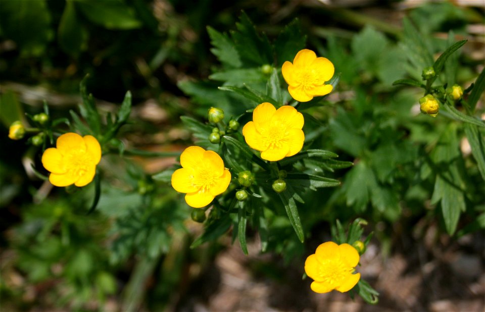 Ranunculus acris in Mount Haku