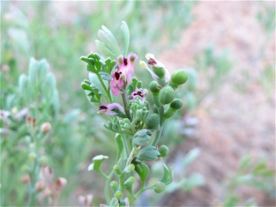 Gewöhnlicher Erdrauch (Fumaria officinalis) im Schwetzinger Hardt