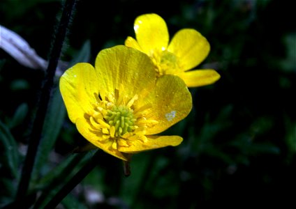 Flower of Ranunculus acris, east Bohemia, Czech Republic