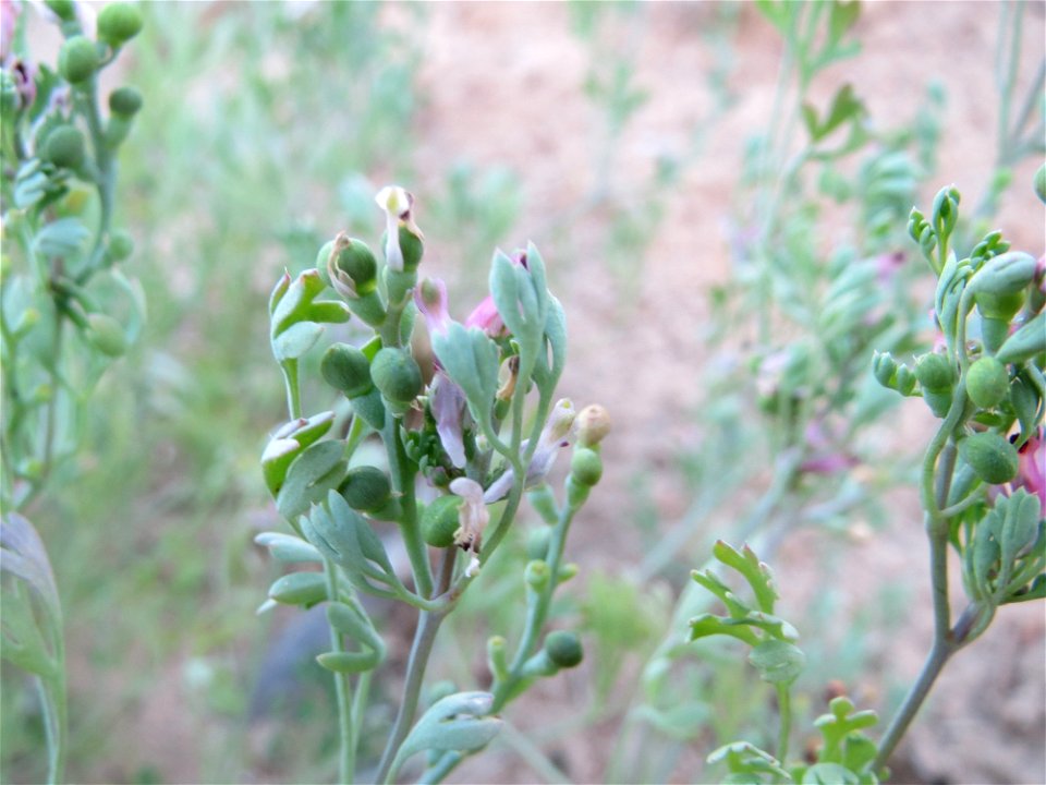 Gewöhnlicher Erdrauch (Fumaria officinalis) im Schwetzinger Hardt