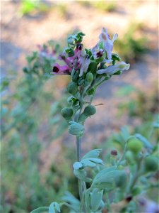 Gewöhnlicher Erdrauch (Fumaria officinalis) im Schwetzinger Hardt