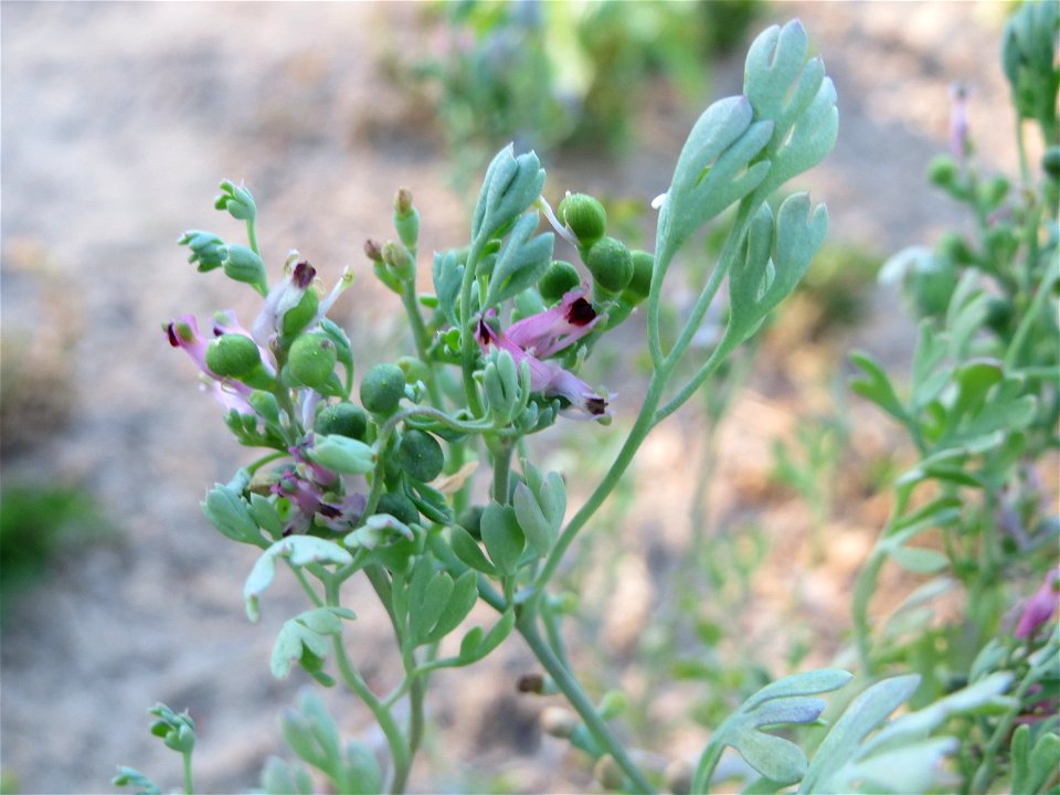 Gewöhnlicher Erdrauch (Fumaria officinalis) im Schwetzinger Hardt