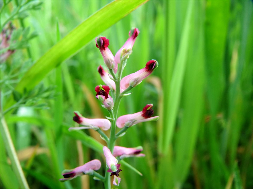 Gewöhnlicher Erdrauch (Fumaria officinalis) im Landschaftsschutzgebiet Rheinhessisches Rheingebiet bei Worms