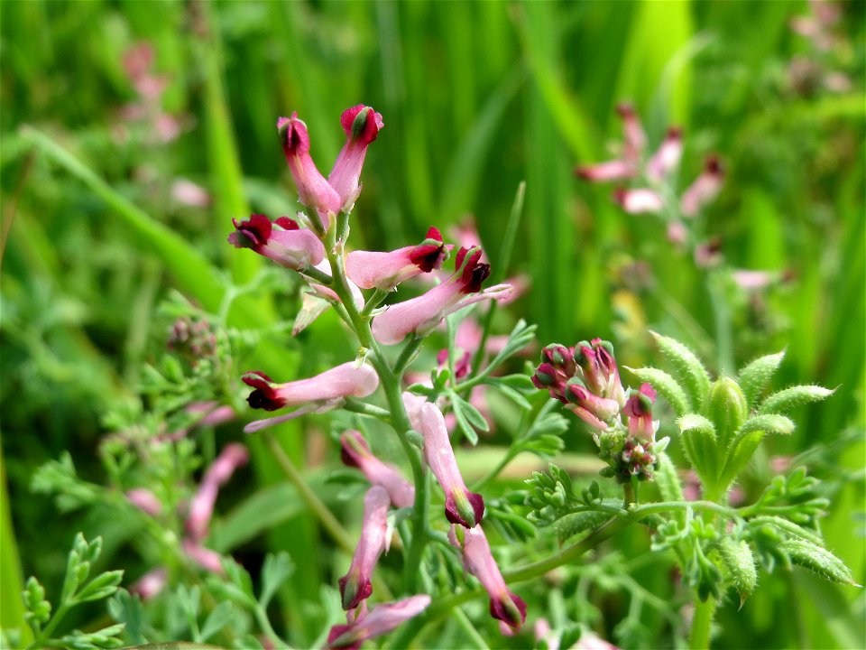 Gewöhnlicher Erdrauch (Fumaria officinalis) im Landschaftsschutzgebiet Rheinhessisches Rheingebiet bei Worms