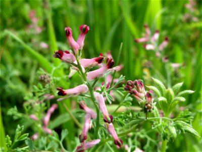 Gewöhnlicher Erdrauch (Fumaria officinalis) im Landschaftsschutzgebiet Rheinhessisches Rheingebiet bei Worms
