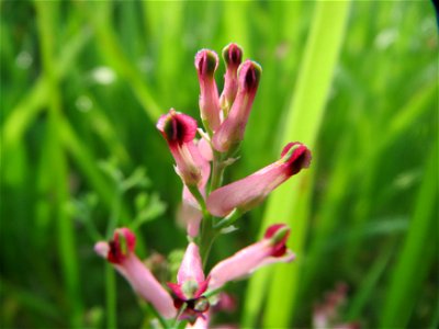 Gewöhnlicher Erdrauch (Fumaria officinalis) im Landschaftsschutzgebiet Rheinhessisches Rheingebiet bei Worms