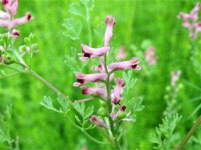 Gewöhnlicher Erdrauch (Fumaria officinalis) in den Horststückern im Landschaftsschutzgebiet Hockenheimer Rheinbogen