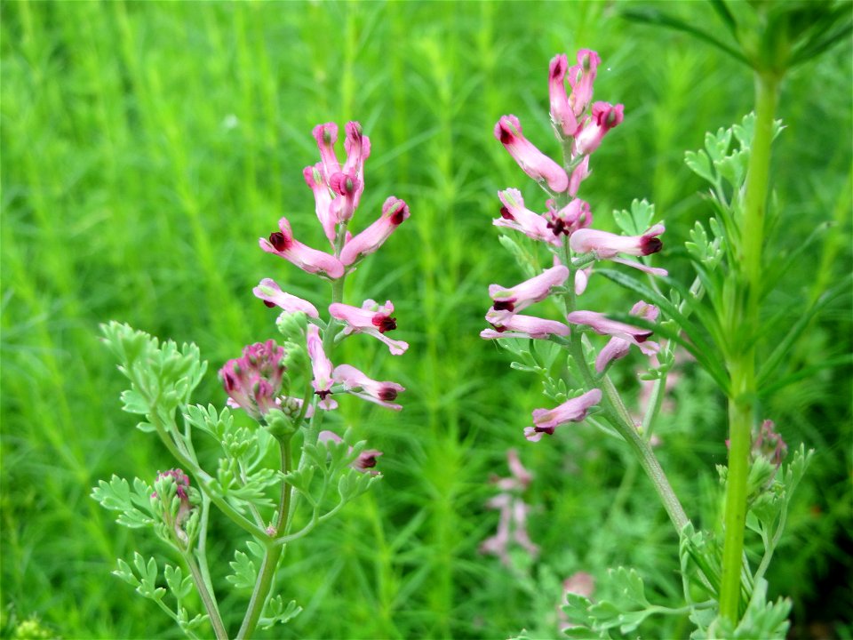 Gewöhnlicher Erdrauch (Fumaria officinalis) in den Horststückern im Landschaftsschutzgebiet Hockenheimer Rheinbogen