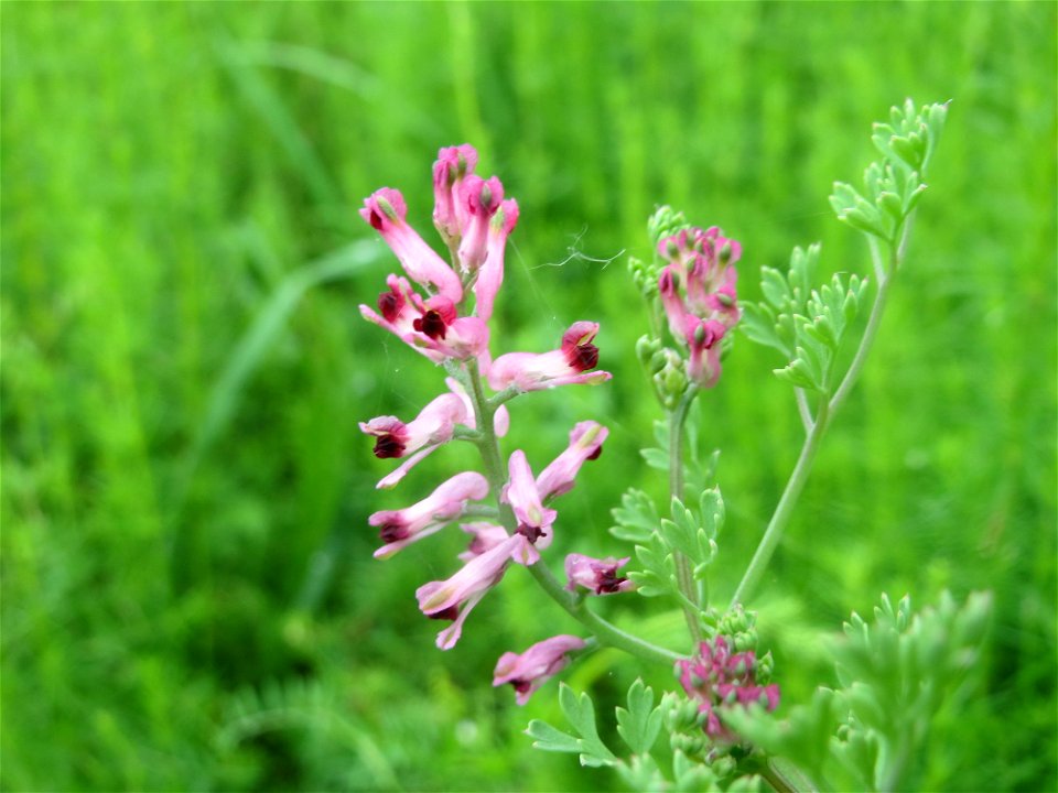 Gewöhnlicher Erdrauch (Fumaria officinalis) in den Horststückern im Landschaftsschutzgebiet Hockenheimer Rheinbogen