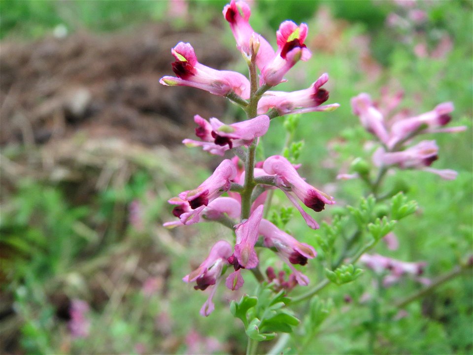 Gewöhnlicher Erdrauch (Fumaria officinalis) auf einem Schuttplatz in Hockenheim