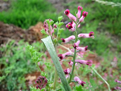 Gewöhnlicher Erdrauch (Fumaria officinalis) auf einem Schuttplatz in Hockenheim